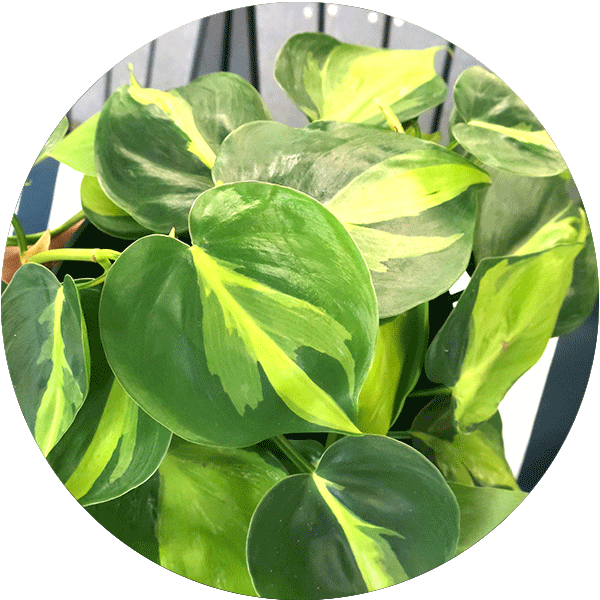 Heart-shaped leaves of a Philodendron houseplant with various shades of green on them.